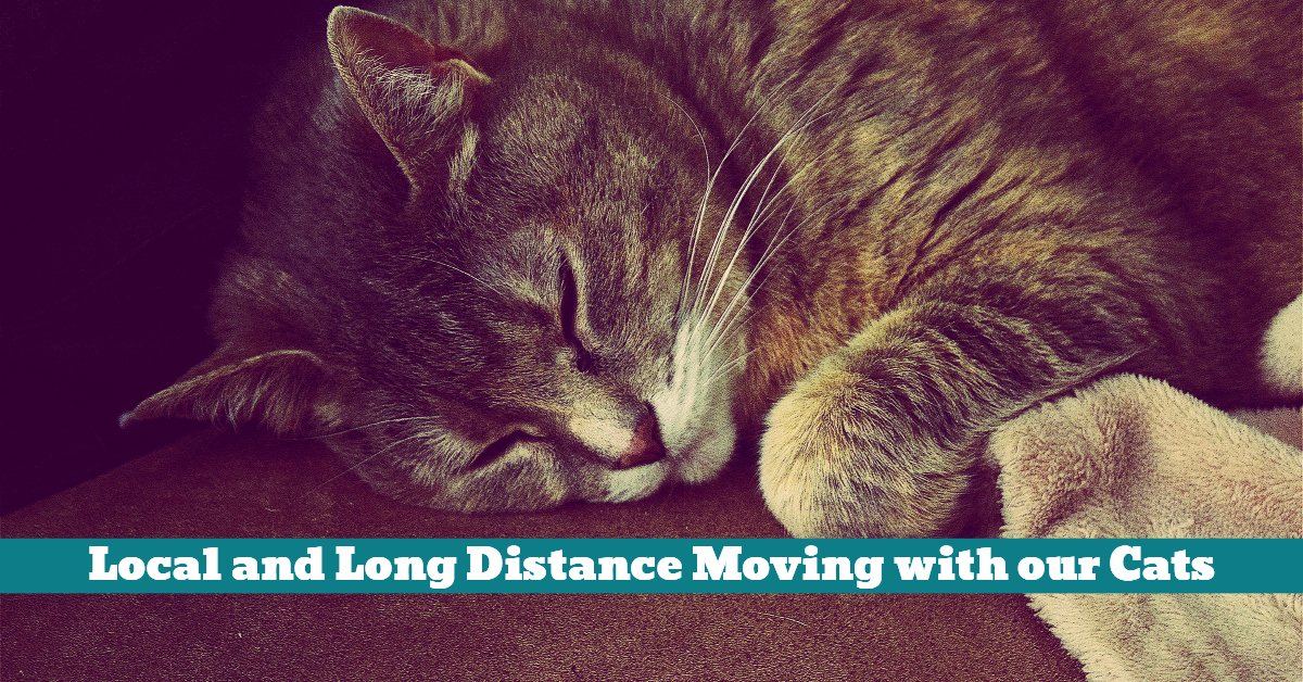 Local and Long Distance Moving with our Cats Pet Hooligans