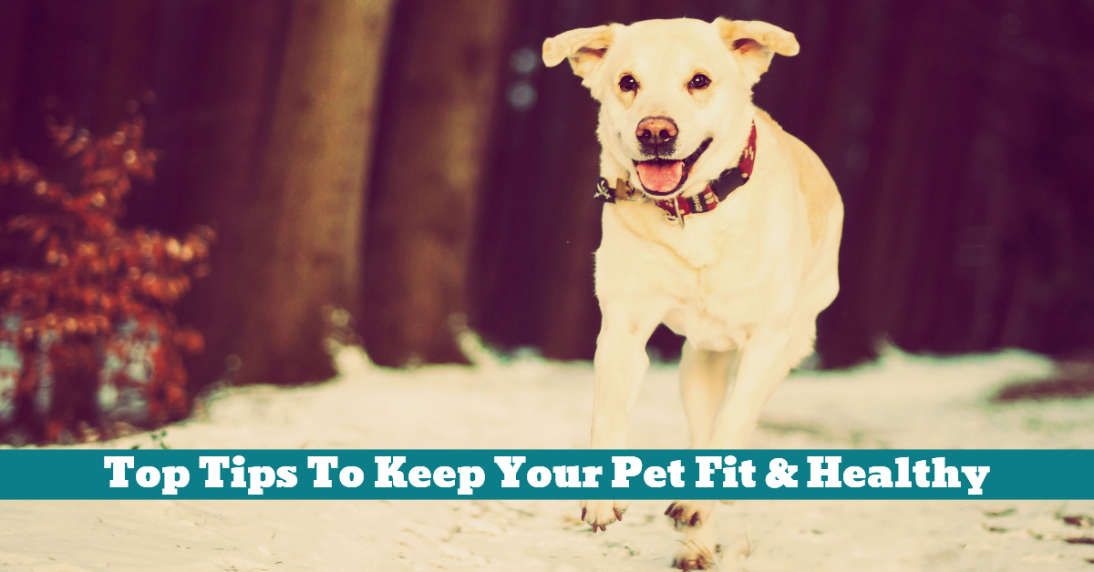 How To Keep My Dog Fit at Jose Dalton blog