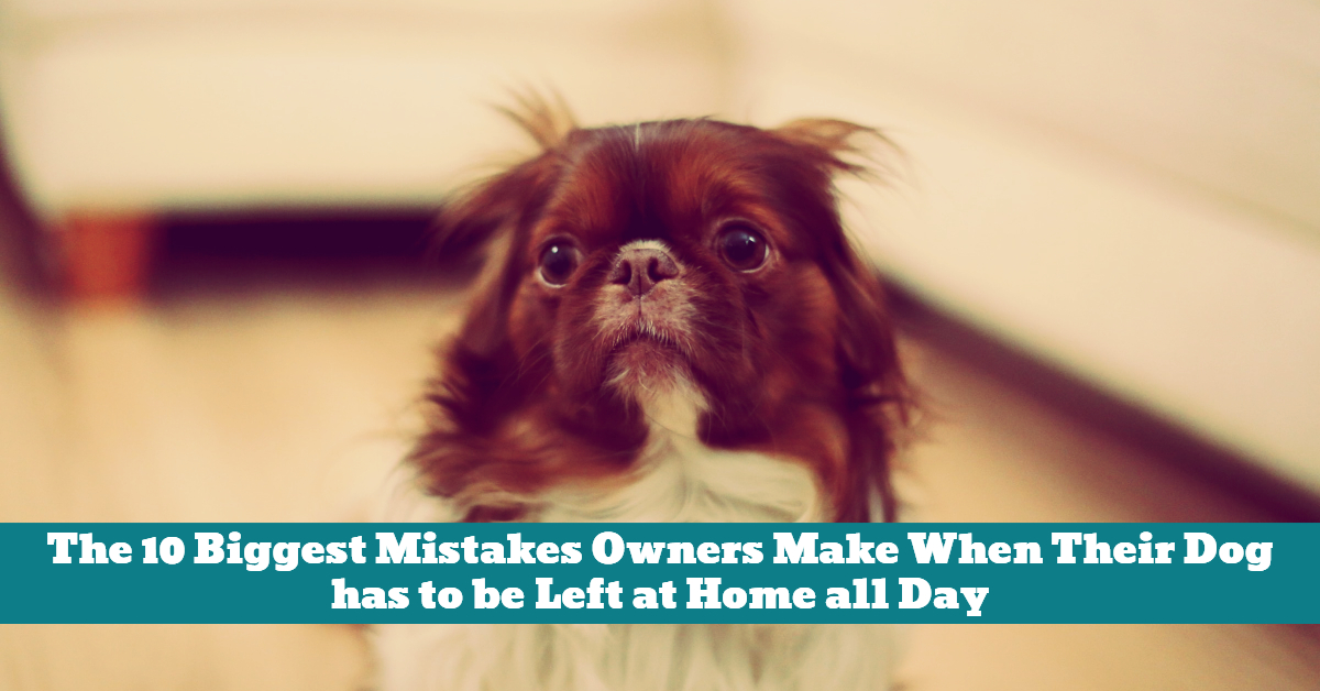 The 10 Biggest Mistakes Owners Make When Their Dog has to be Left at