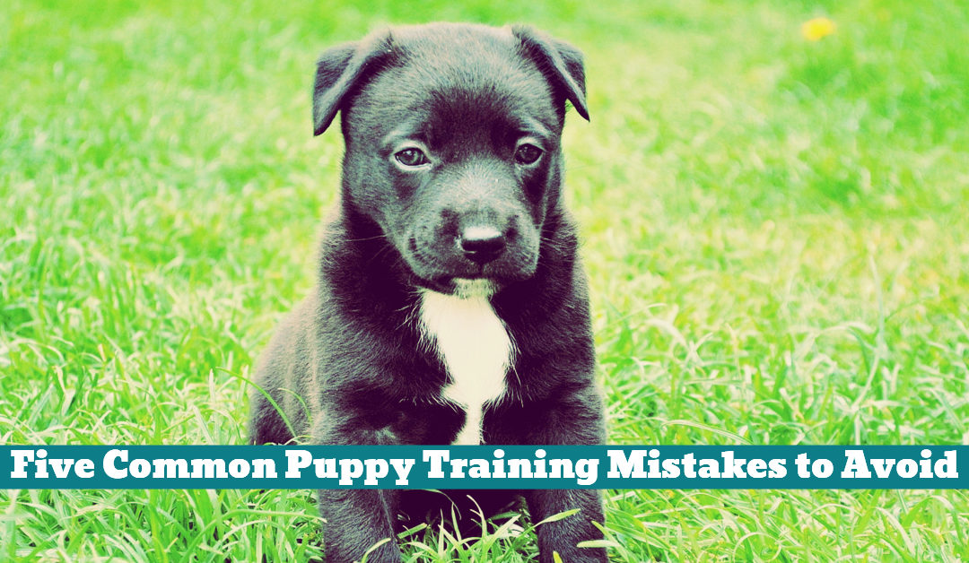 Five Common Puppy Training Mistakes to Avoid Pet Hooligans