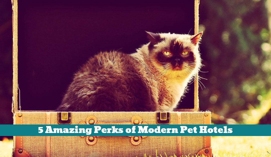 5 Amazing Perks of Modern Pet Hotels Pet Hooligans
