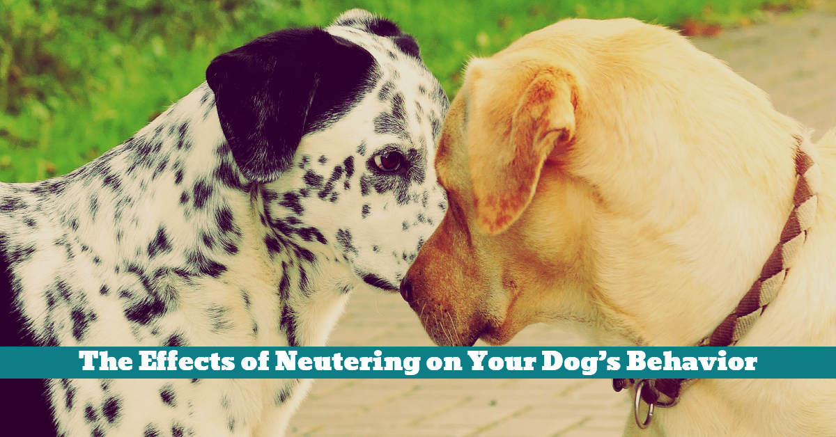 The Effects of Neutering on Your Dog's Behavior Pet Hooligans