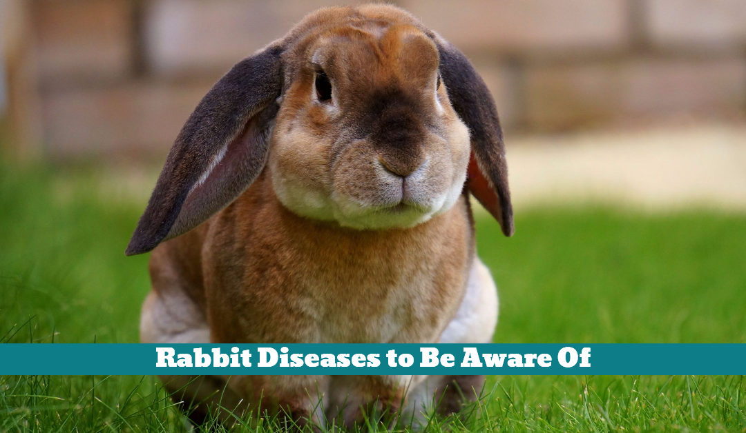 Rabbit Diseases to Be Aware Of Pet Hooligans