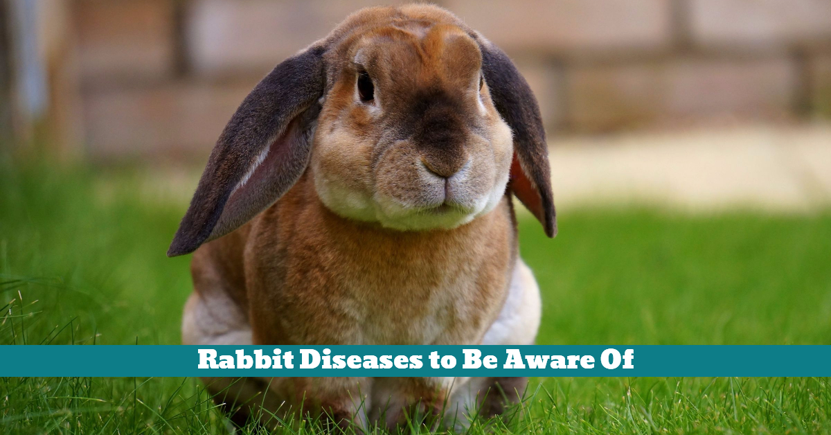 Rabbit Diseases to Be Aware Of Pet Hooligans