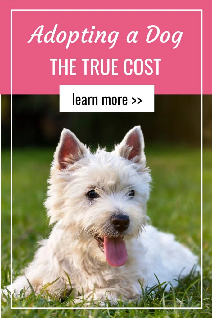 How Much Is Adopting a Dog? Lowdown on True Costs Pet Hooligans