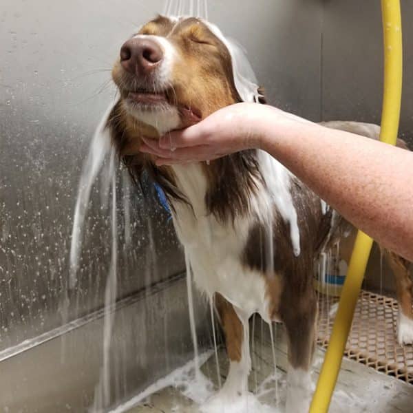 Pet Spa and Grooming Lakeland, FL Cleveland Heights Animal Hospital