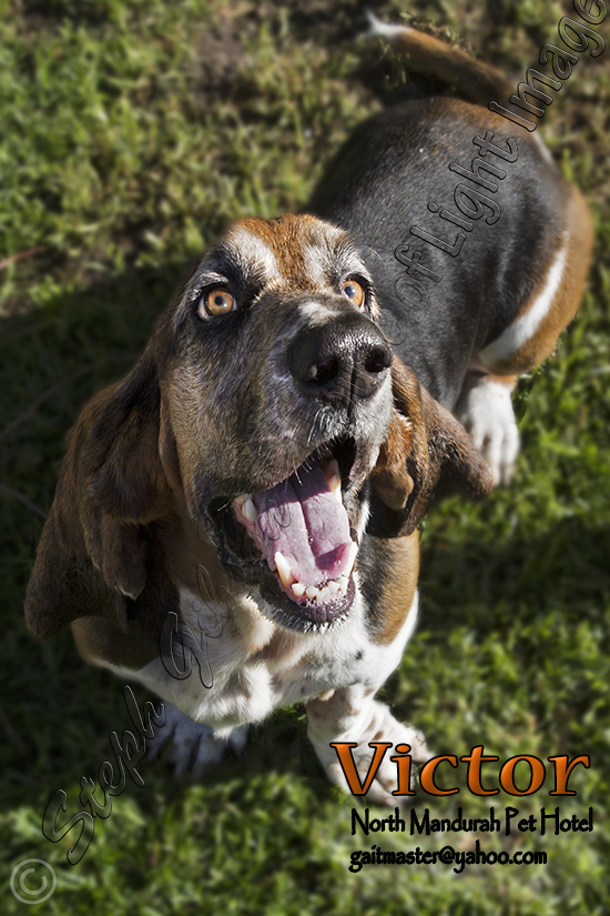 North Mandurah Pet Hotel