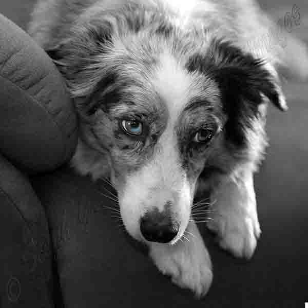 Gallery North Mandurah Pet Hotel