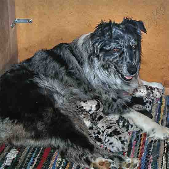 Aussie Shepherds North Mandurah Pet Hotel