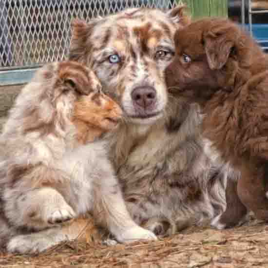 Aussie Shepherds North Mandurah Pet Hotel