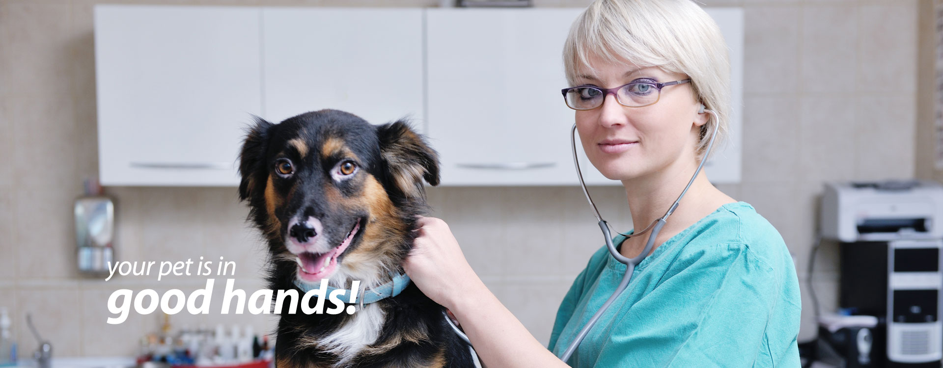 Pet Hotel Phoenix Phoenix AZ Pet Hotel