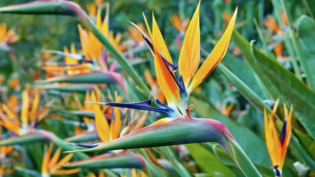 Can Bird Of Paradise Grow Indoors?