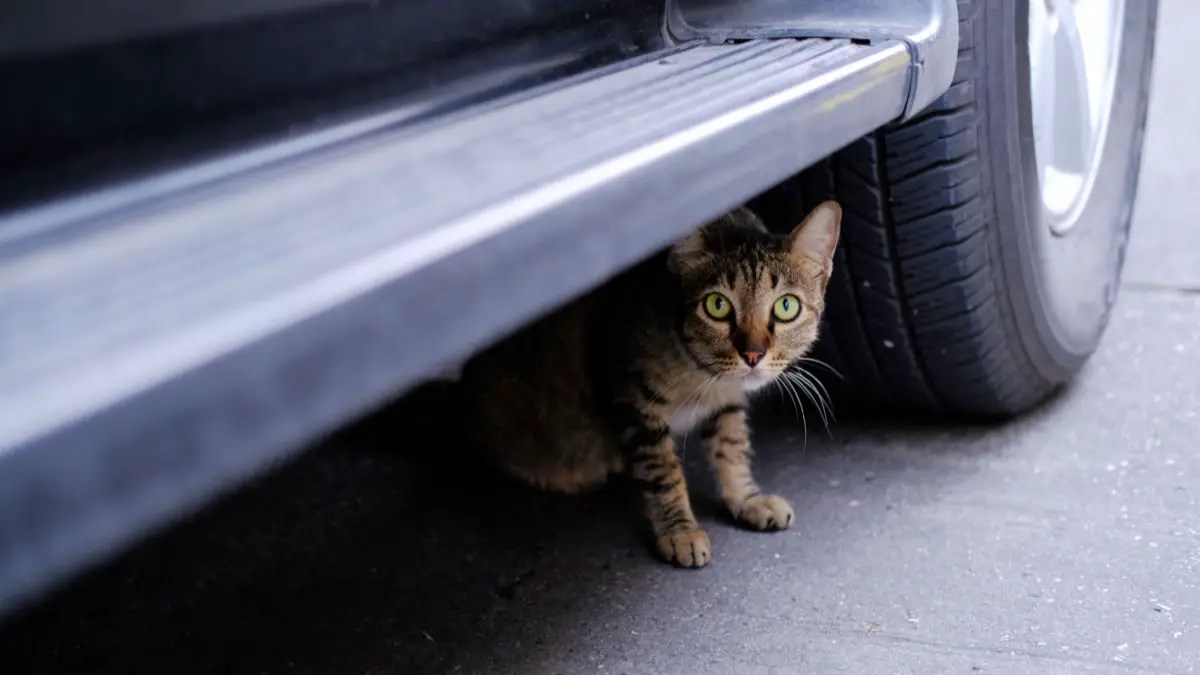 How To Get A Cat Out From Under House at Tammy Mendoza blog