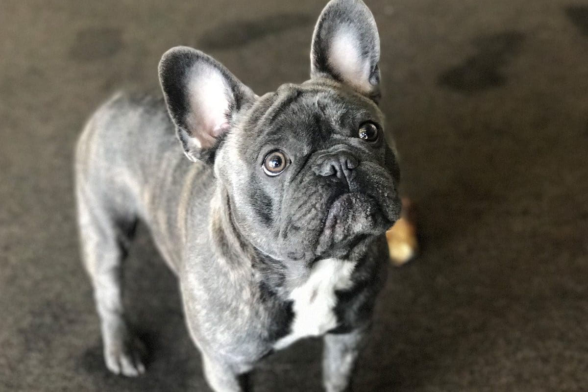 The 10 Best Dog Breeds for Empty Nesters Pet Hub USA