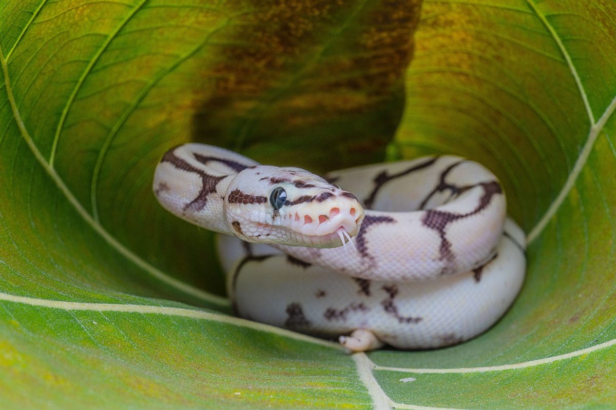 Why Ball Pythons Are Great Beginner Snakes Pet Hub USA