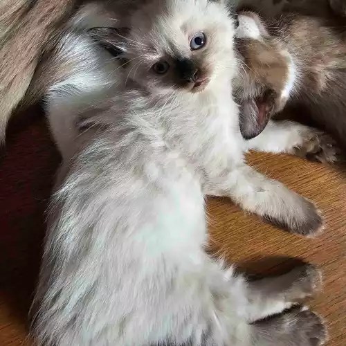 Snowshoe kittens for sale in High