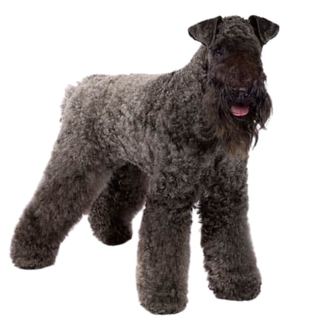 Kerry Blue Terrier Köpek Irkı Özellikleri ve Bakımı Pet İhtiyaç Blog