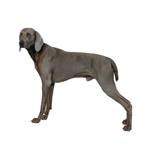 How Often Should You Bathe A Weimaraner