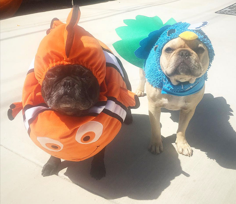 The Best Halloween Costumes for Dogs