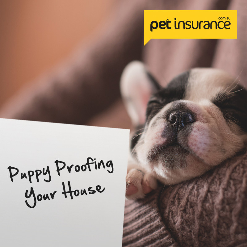 How to puppy proof your home