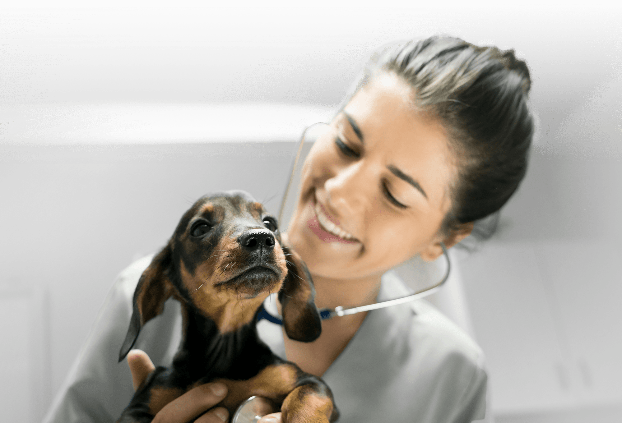PetIQ SmartCare Wellness Plans for Dogs and Cats PetIQ