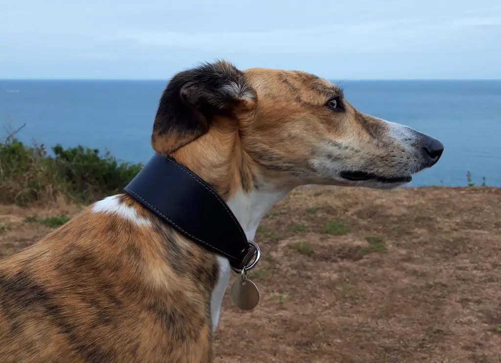 Why Do Greyhounds Need Special Collars? Petiquette Collars