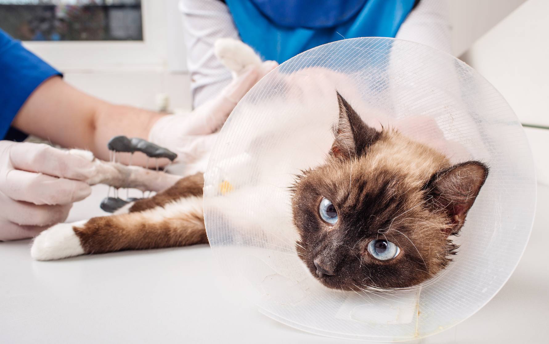 Pet Surgery In Colchester VT Petit Brook Veterinary Clinic