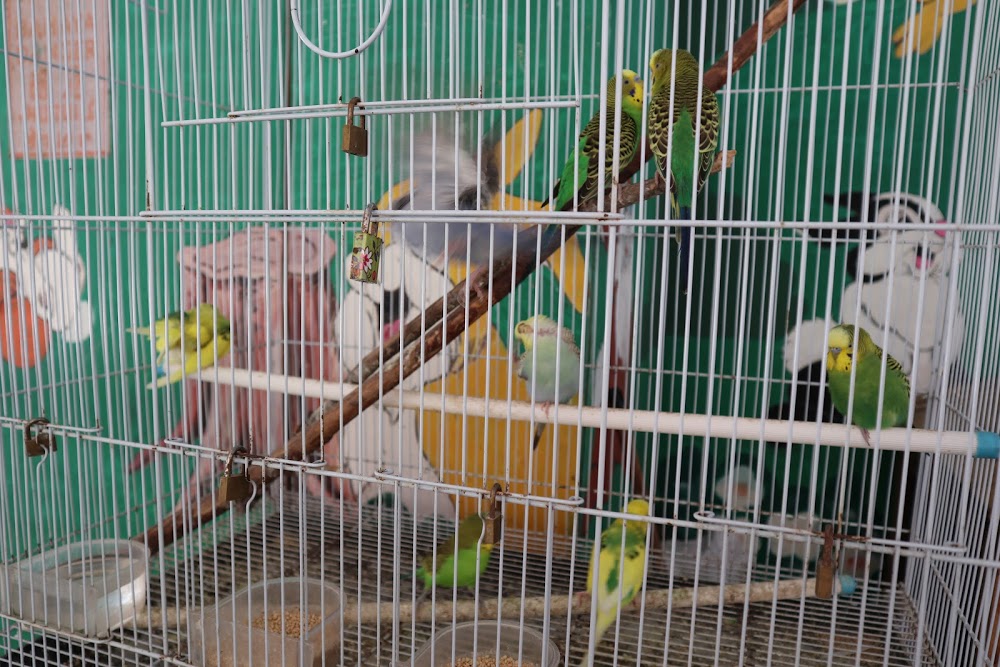 Rabbit Farm Bukit Tinggi