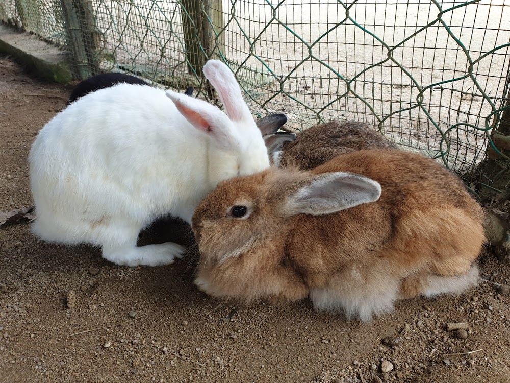 Rabbit Farm Bukit Tinggi