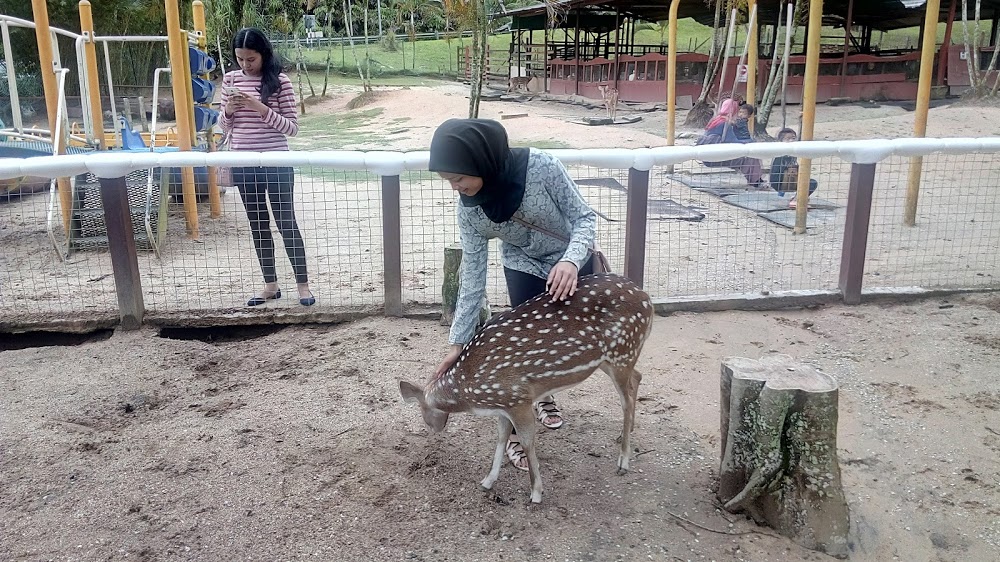 Rabbit Farm Bukit Tinggi