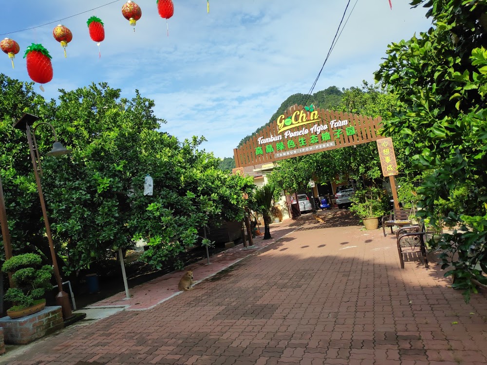 Tambun Pomelo GoChin Agro Farm