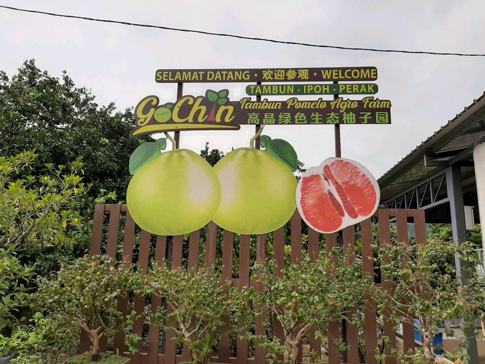 Tambun Pomelo GoChin Agro Farm