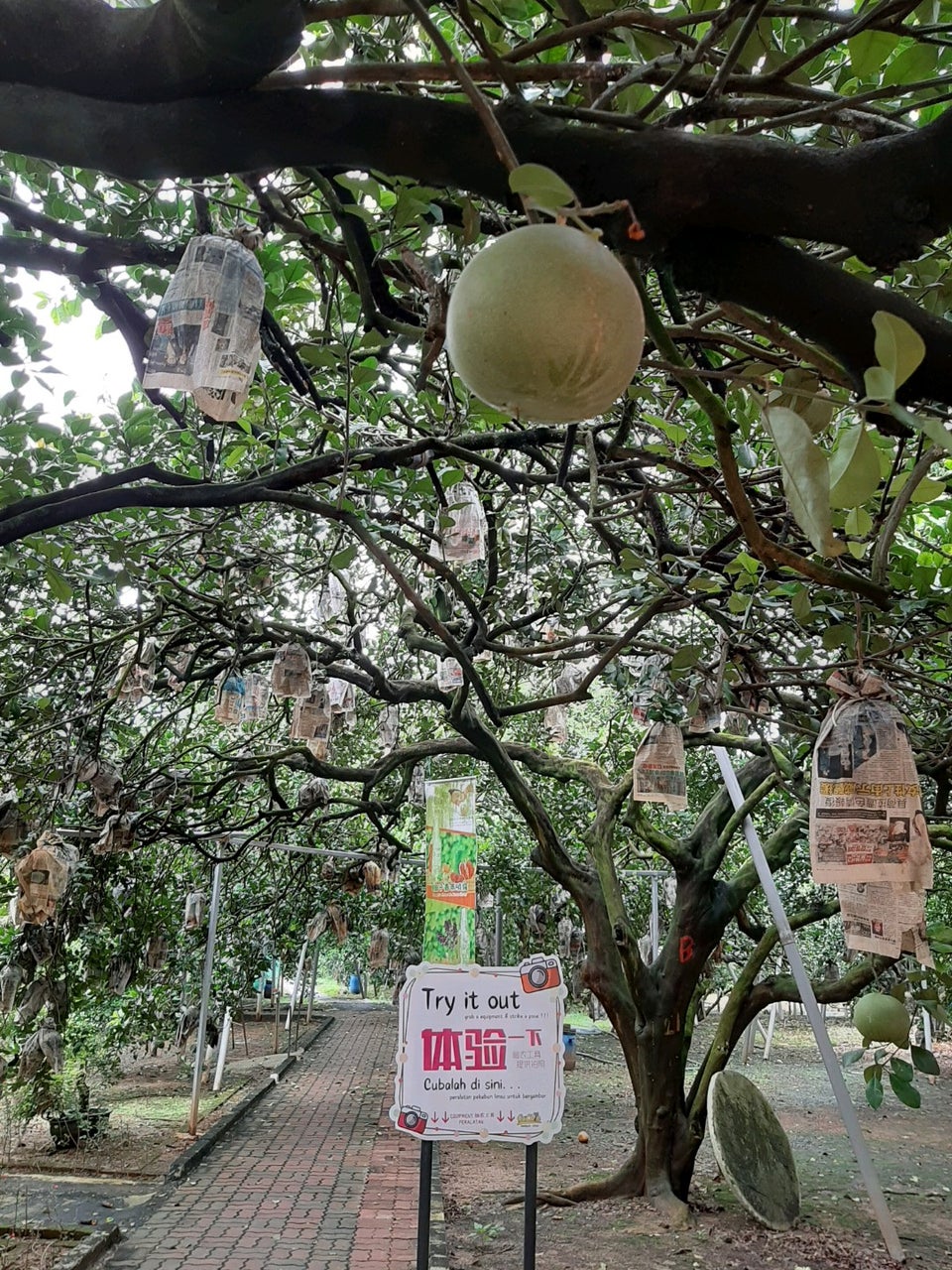 Tambun Pomelo GoChin Agro Farm