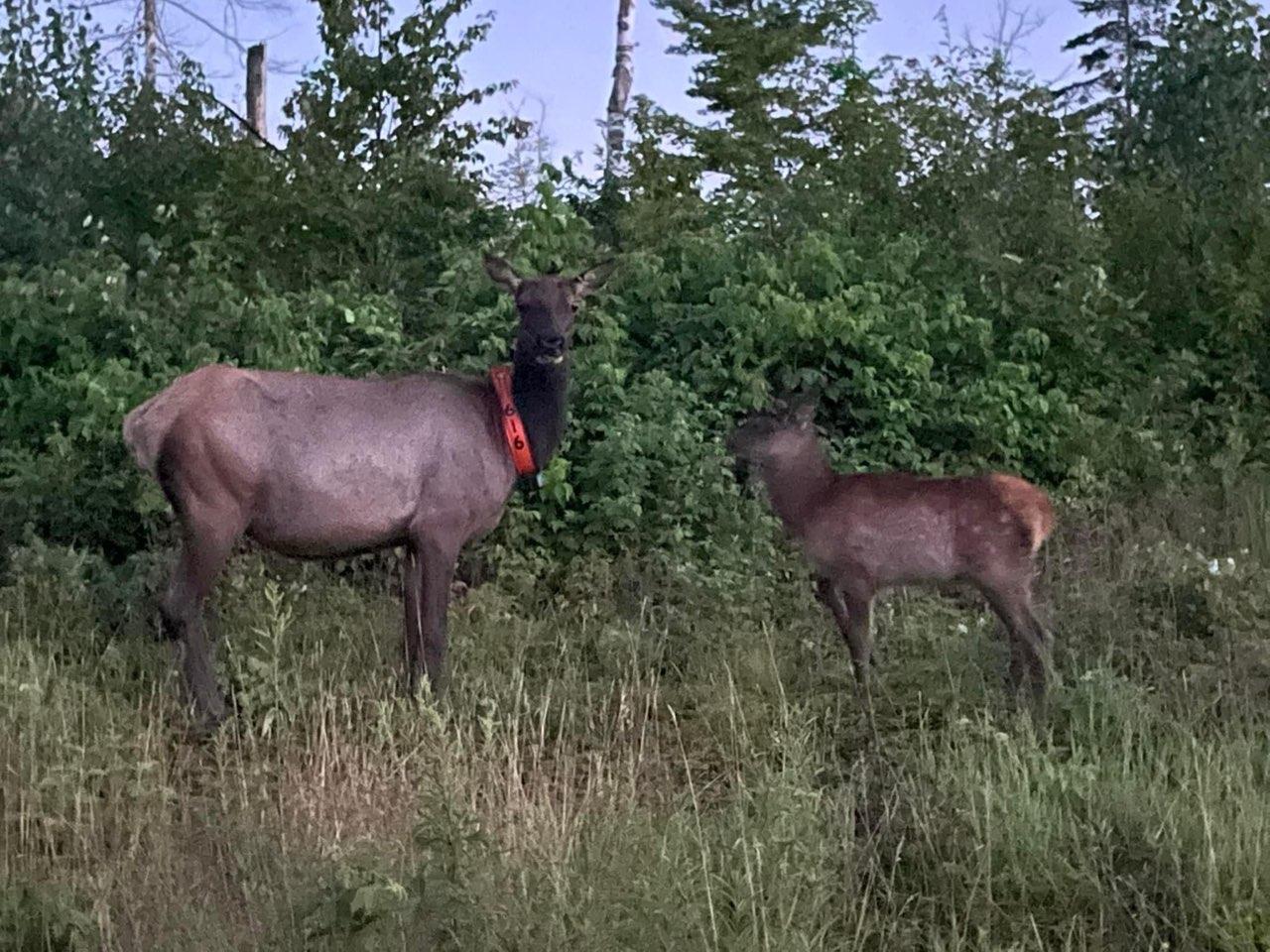 UTV Rentals Petit's Auto & Performance ATV UTV Snowmobile