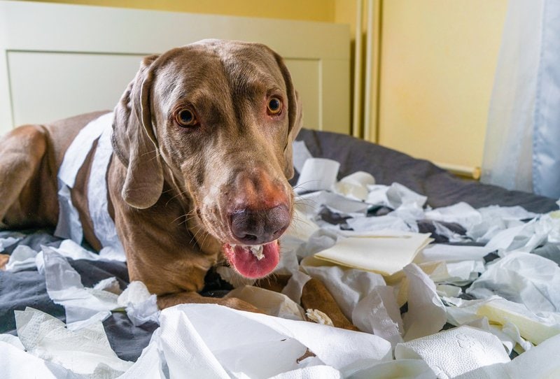 Les chiens peuventils manger du papier ?