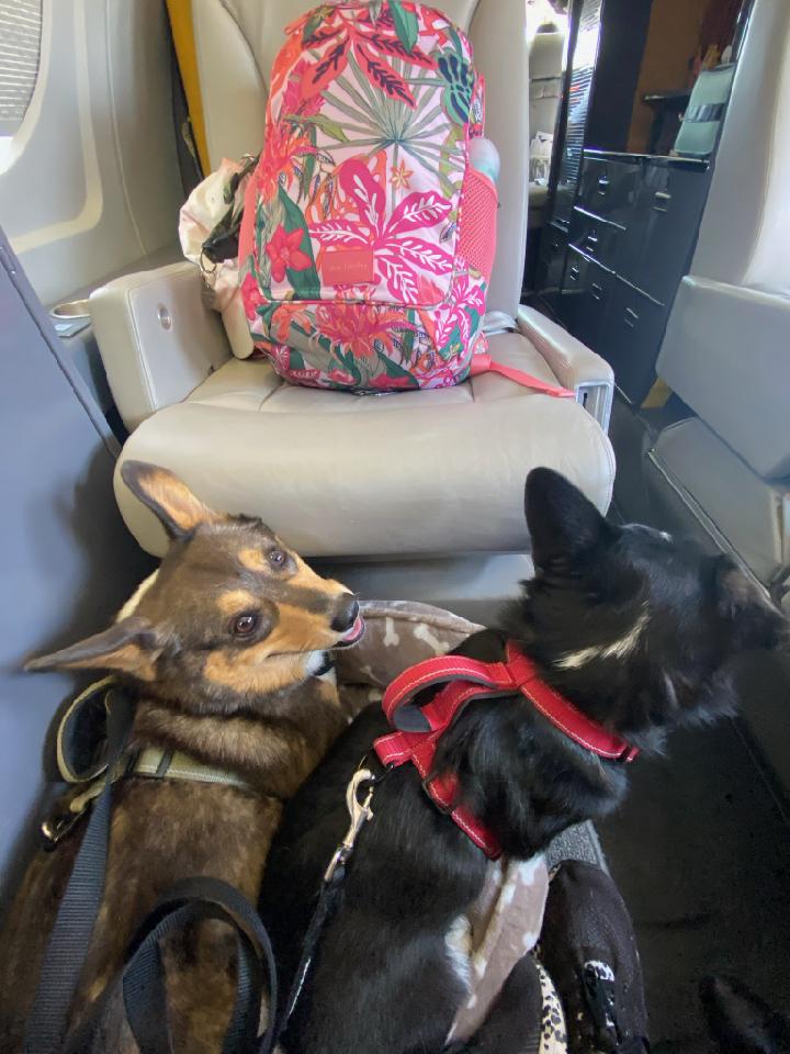 About Us Pet Jets Private Air Transportation