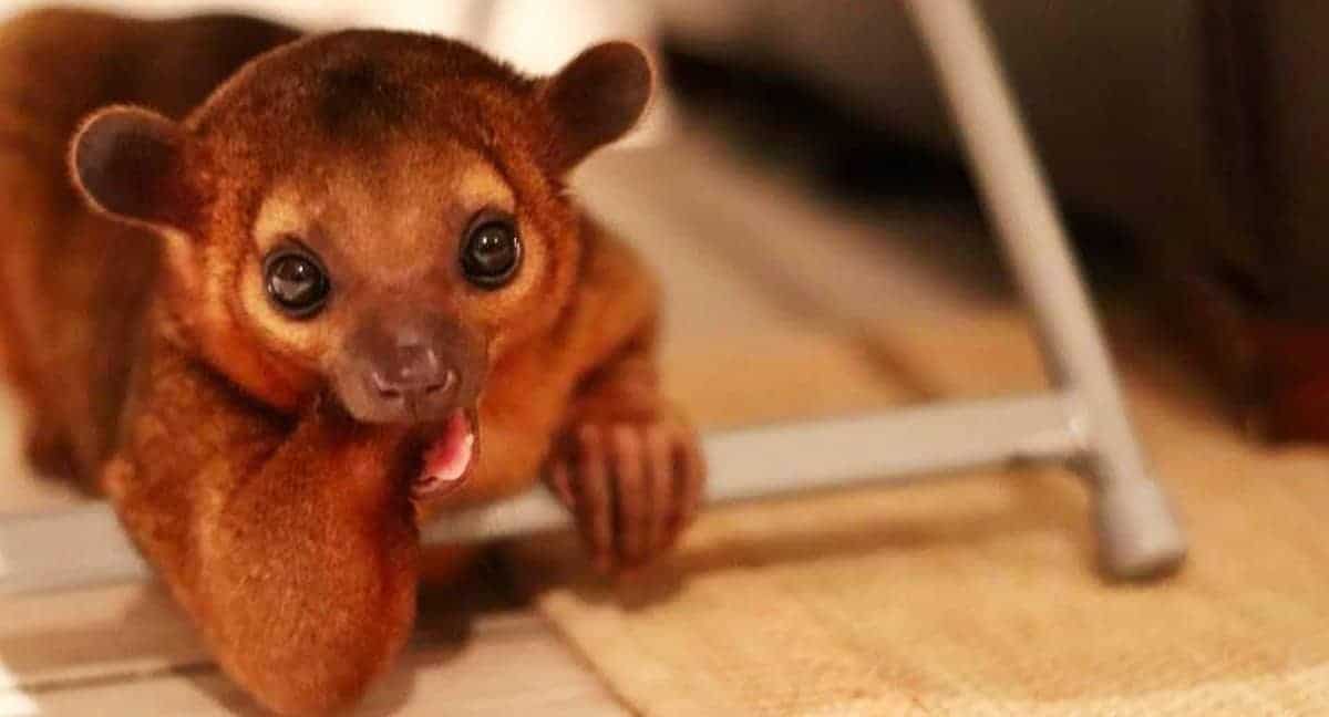 Kinkatopia The World???s Only Kinkajou Haven Pet Junction