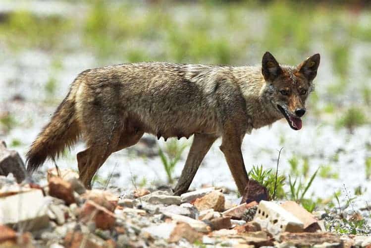 Are Coyotes Dangerous To Dogs