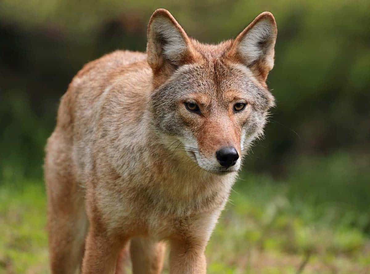 Are Coyotes Dangerous To Dogs