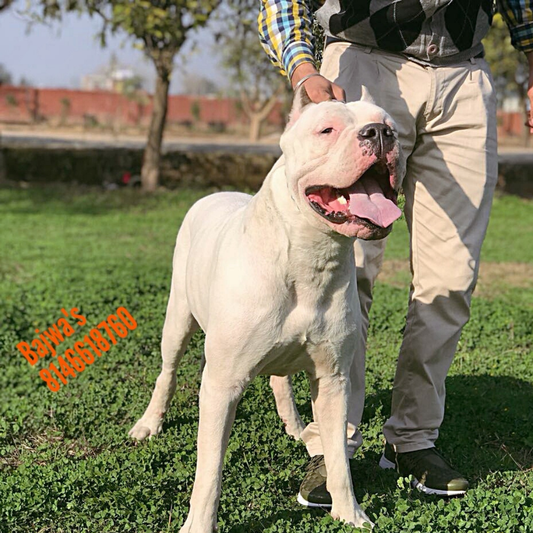 Home of Dogs, Cats and Birds Pet Kennel Mukerian