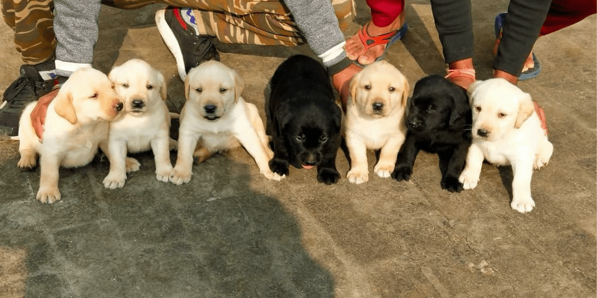 Home of Dogs, Cats and Birds Pet Kennel Mukerian