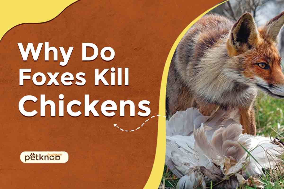 Why Do Foxes Kill Chickens and Leave Them? (Prevention)