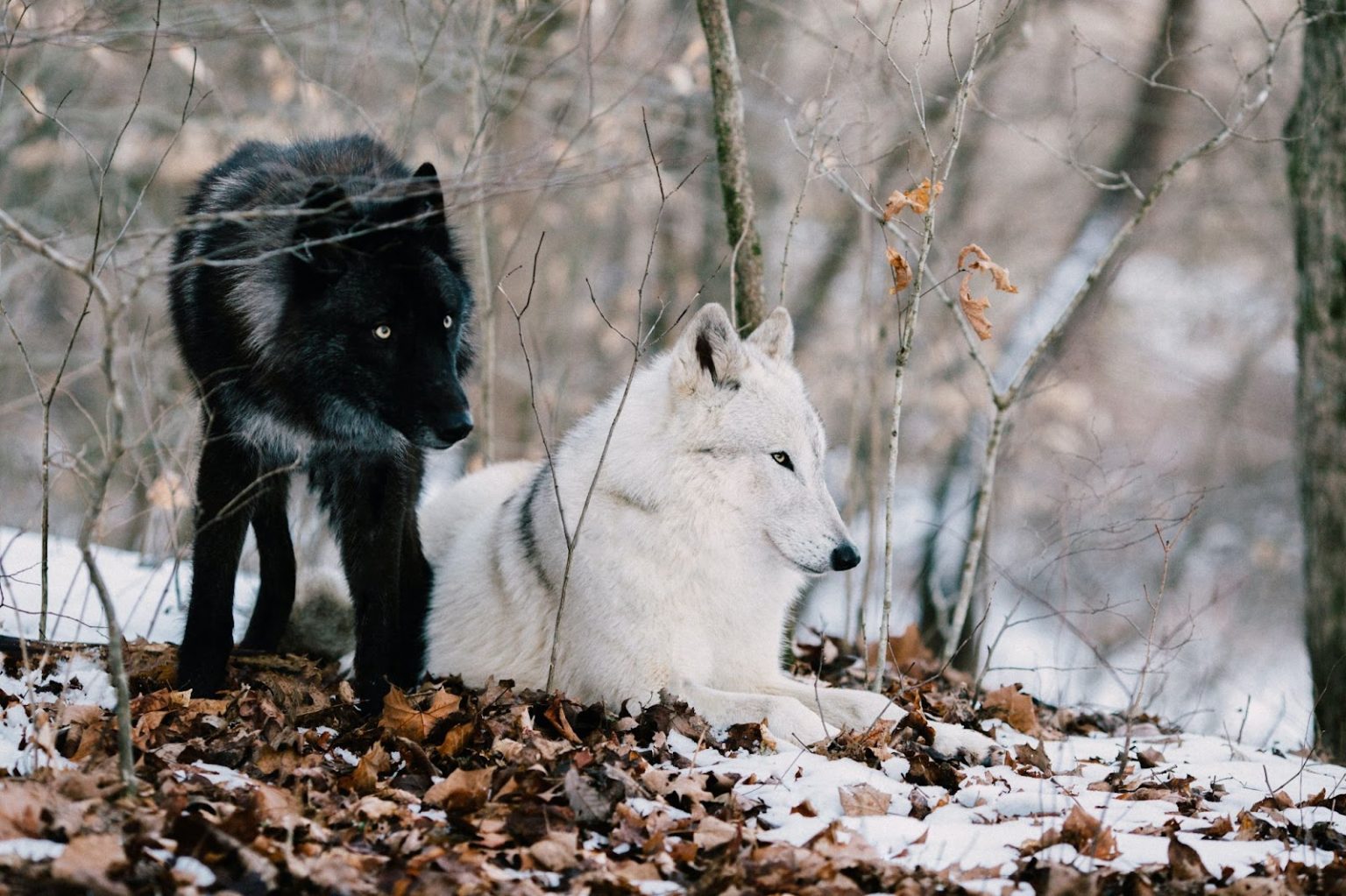 How Do Wolves Mate? The Mysterious World Of Wolf Mating