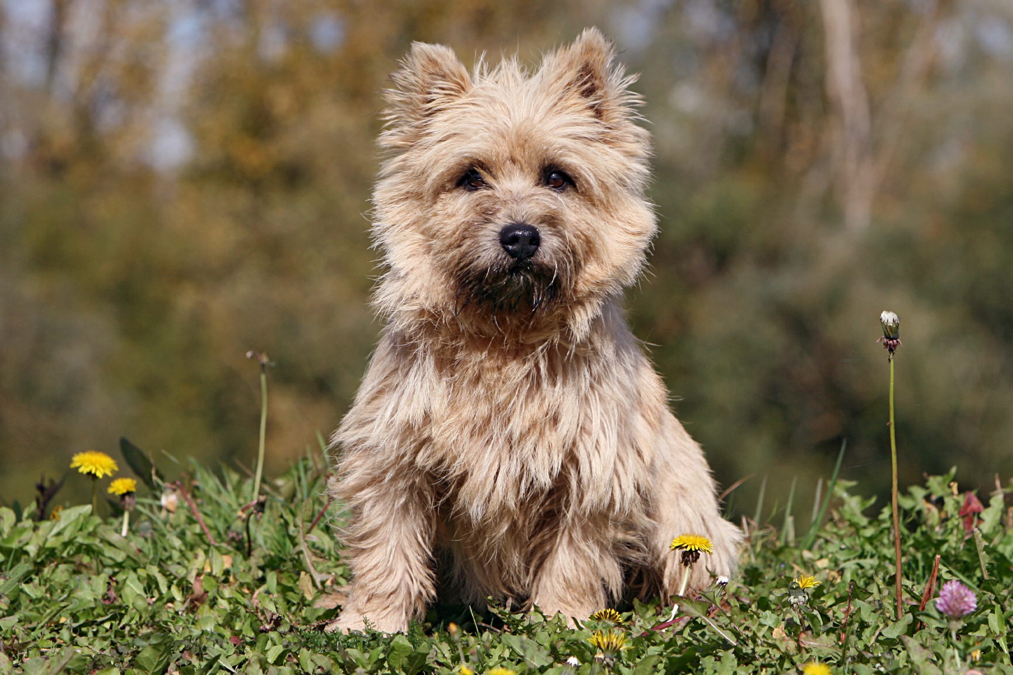 【ケアーン・テリア】性格・寿命・値段などまとめ！ 犬の種類図鑑