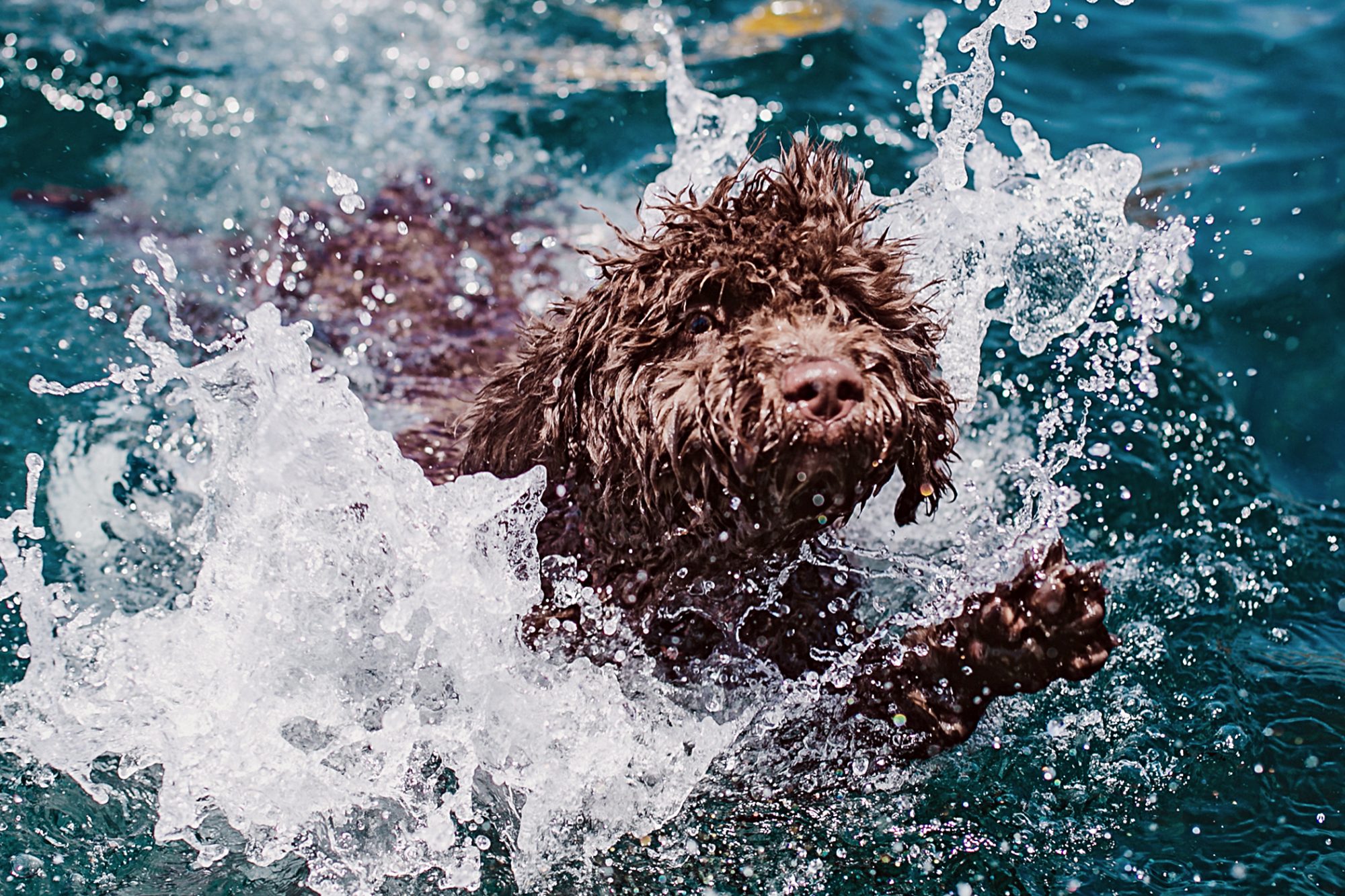 【スパニッシュ・ウォーター・ドッグ】性格・寿命・値段などまとめ！ 犬の種類図鑑