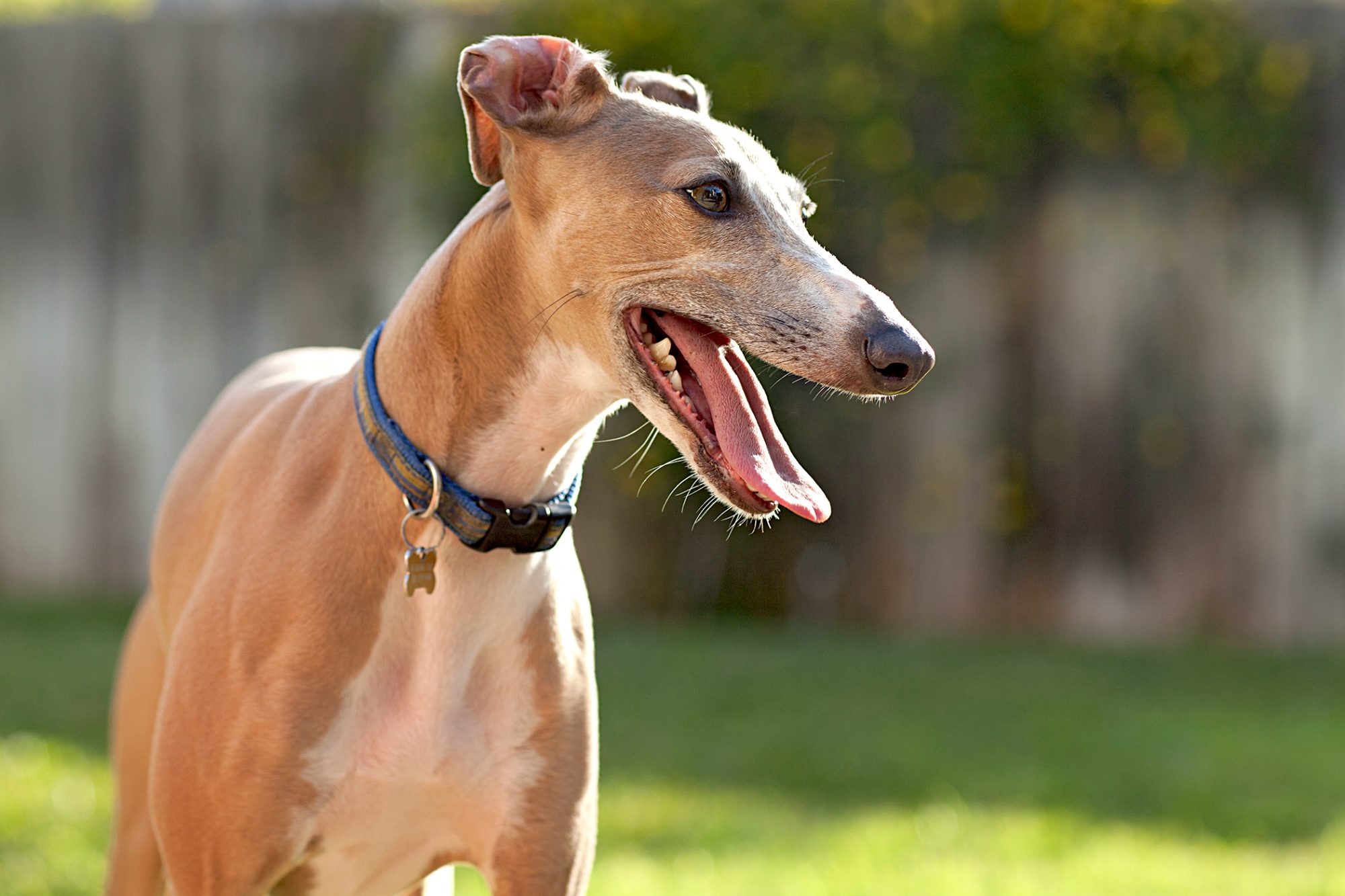 【イタリアン・グレーハウンド】性格・寿命・値段などまとめ！ 犬の種類図鑑