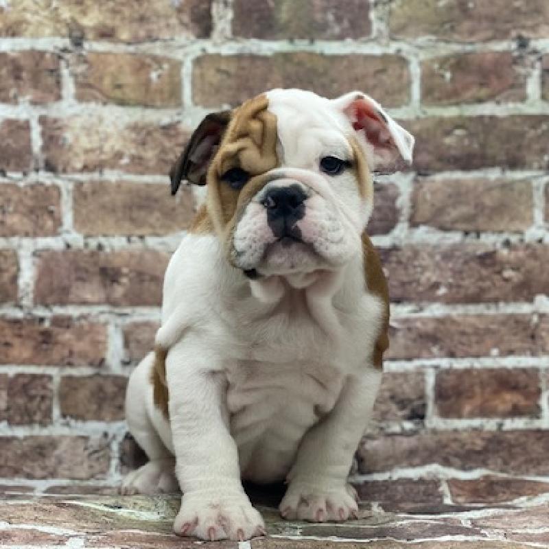 English Bulldog DOG rd & wh ID4645 Located at Petland Memphis, TN