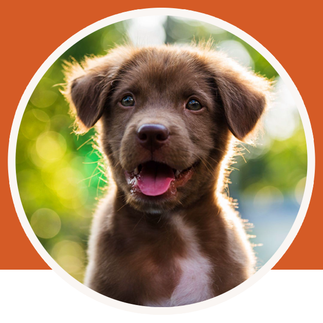 Petland Charities Creating a world for healthy pets and happy families