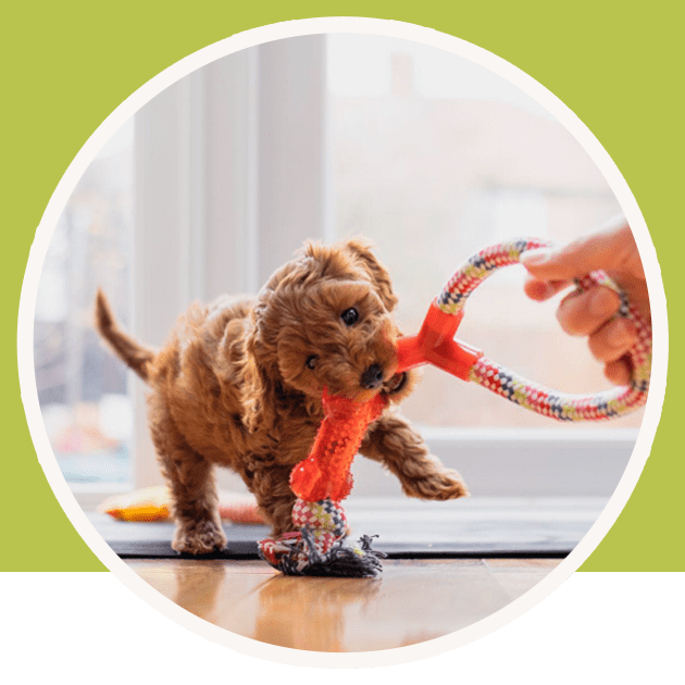 Petland Charities Creating a world for healthy pets and happy families