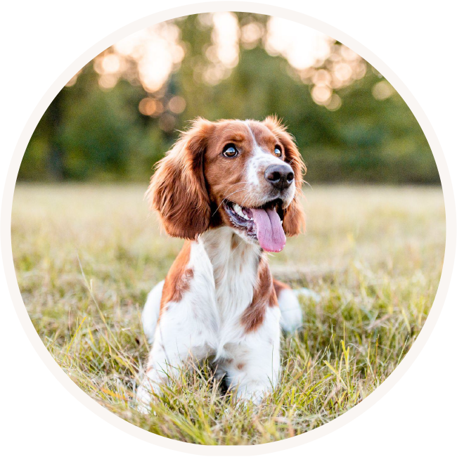 Petland Charities Creating a world for healthy pets and happy families